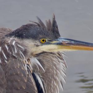 Great Blue Heron