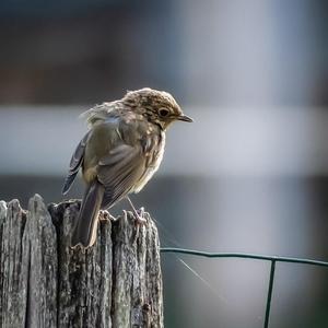 European Robin