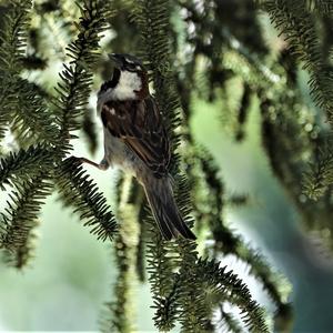 House Sparrow