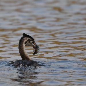 Great Crested Grebe