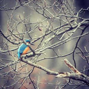 Common Kingfisher