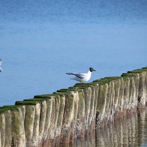 Mediterranean Gull