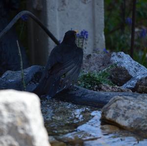 Eurasian Blackbird