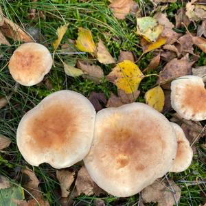 Changing Pholiota