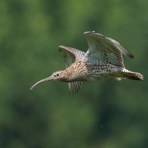 Eurasian Curlew