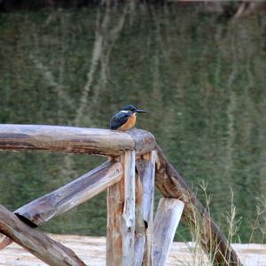 Common Kingfisher