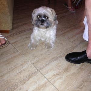 Shih Tzu