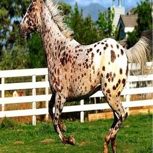 Appaloosa