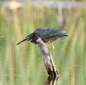 Green Heron