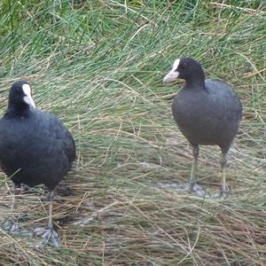 Common Coot