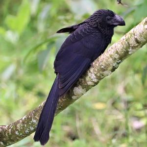 Smooth-billed Ani