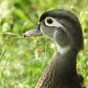 Wood Duck