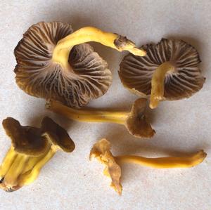 Trumpet Chanterelle