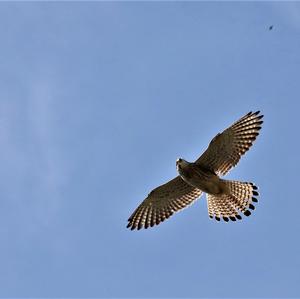 Common Kestrel