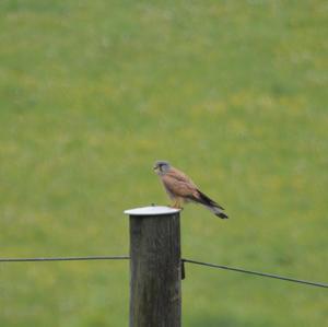 Common Kestrel