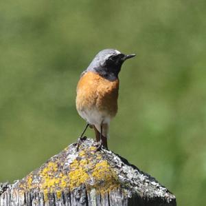 Common Redstart