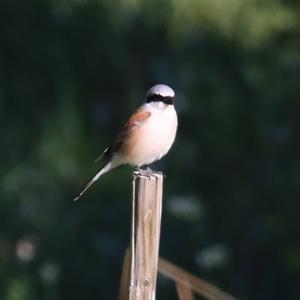 Red-backed Shrike