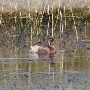 Little Grebe