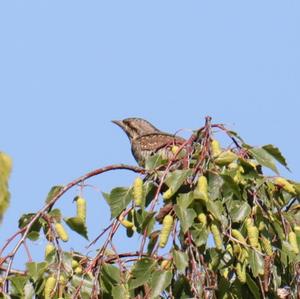 Eurasian Wryneck