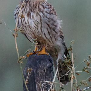 Common Kestrel