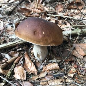 King Bolete