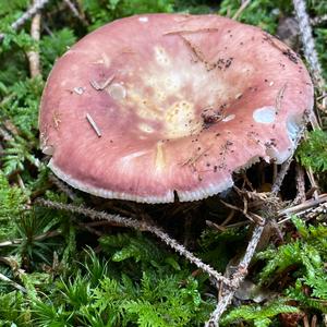 Bare-toothed Russula