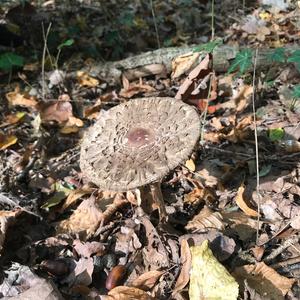 Shaggy Parasol