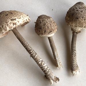 Parasol Mushroom