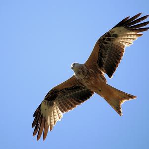 Red Kite