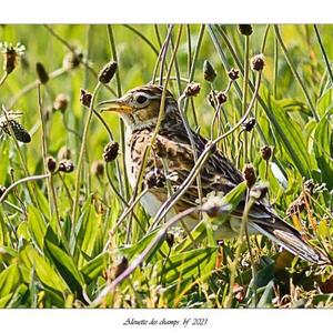 Eurasian Skylark