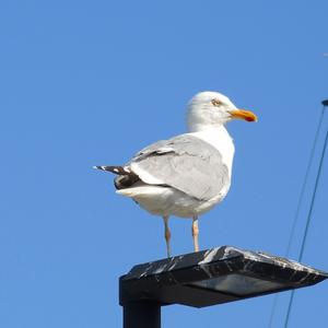 Herring Gull