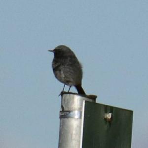 Black Redstart