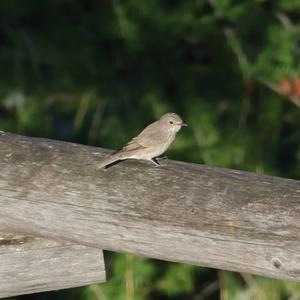 Spotted Flycatcher