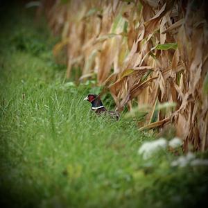 Common Pheasant