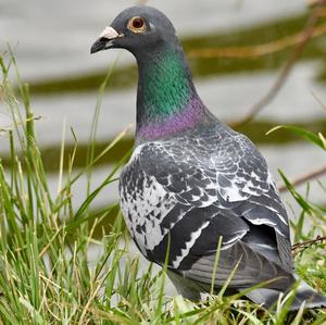 Rock Pigeon