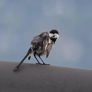 White Wagtail