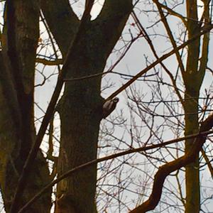 Great Spotted Woodpecker