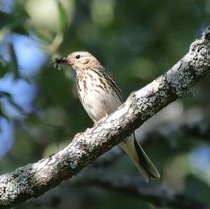 Tree Pipit