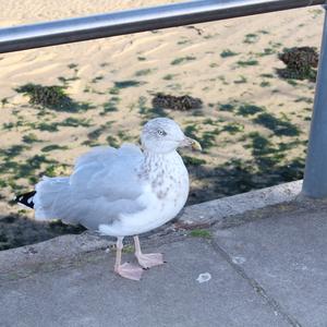 Herring Gull