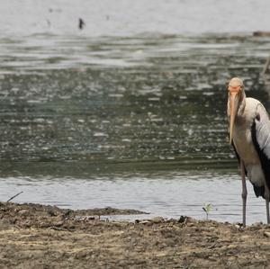 Milky Stork