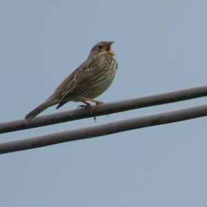 Corn Bunting