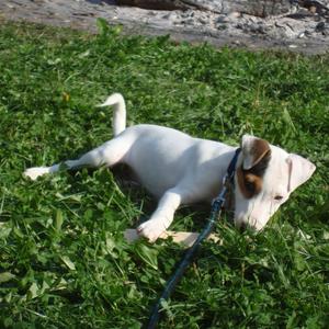 Parson Russell Terrier