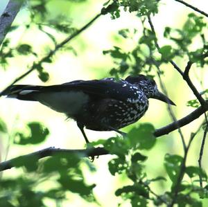 Spotted Nutcracker