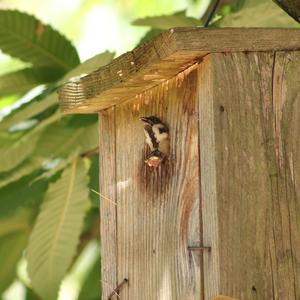 Eurasian Tree Sparrow