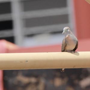 Zebra Dove