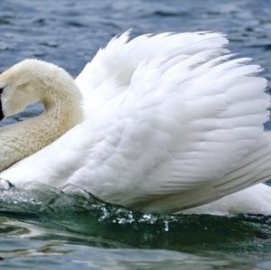 Mute Swan