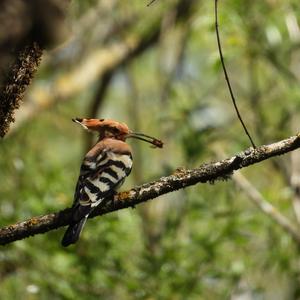 Eurasian Hoopoe