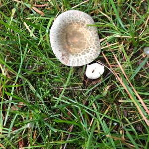 Cracked Green Russula