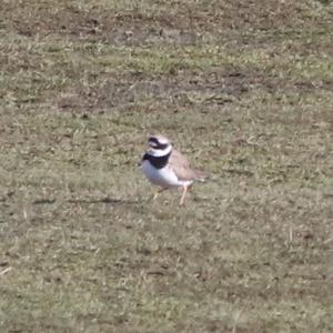 Common Ringed Plover