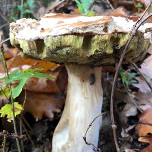 King Bolete